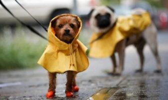 Alertan sobre riesgos para mascotas por lluvias copiosas