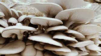 Incremento de lluvias aumenta riesgo de intoxicación por hongos silvestres en el país