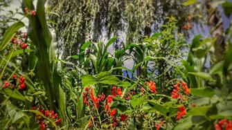 Lamentable: Guatemala necesita importar maíz y frijol