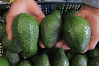 Guatemala logra acceso al mercado de EE. UU. para el aguacate Hass