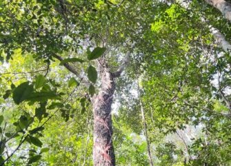 Congreso aprueba ley para promover y actividad chiclera en Guatemala