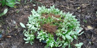 Destruyen 8 mil arbustos de coca en Petén