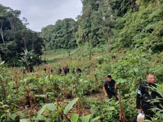 Erradican casi 95 mil arbustos de coca en operativo antinarcótico en Petén