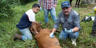 Más de 25 mil animales inspeccionados por riesgo del gusano barrenador