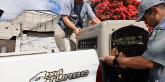 ¡Indignante! Perro es rescatado tras ser maltratado en zona 18