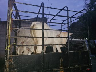 Capturan a presunto cuatrero con tres reses robadas en Petén