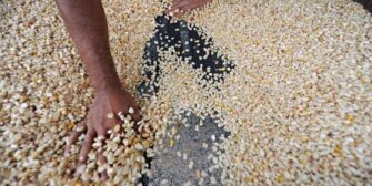 Gobierno autoriza importación de 60 mil toneladas de maíz blanco sin arancel para garantizar abastecimiento