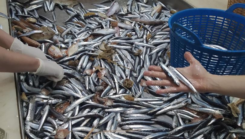 Sardinas y anchoas