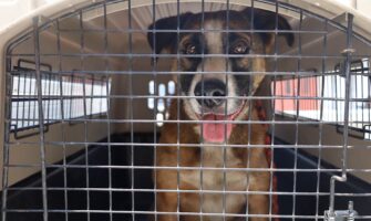 Rescatan a perro maltratado en zona 18 tras denuncia ciudadana