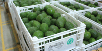 Guatemala se abre paso en Sudamérica: Aguacate Hass podría llegar al mercado argentino