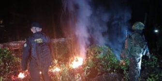 Erradican 100 mil arbustos de coca en Petén en operativo conjunto entre PNC y Ejército