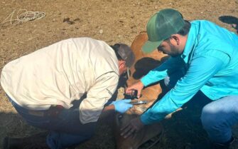 Suman 990 casos del Gusano Barrenador del Ganado en Guatemala