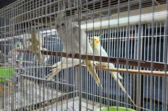 Allanamiento en mercado El Guarda revela venta ilegal de animales exóticos