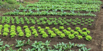 Nueve departamentos en riesgo de perder cultivos por exceso de lluvias, alerta el MAGA