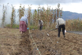 Canícula: recomendaciones para proteger cultivos y ganado