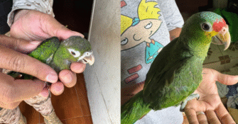 Capturan en Izabal a hombre que vendía aves en peligro de extinción