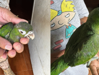 Capturan en Izabal a hombre que vendía aves en peligro de extinción