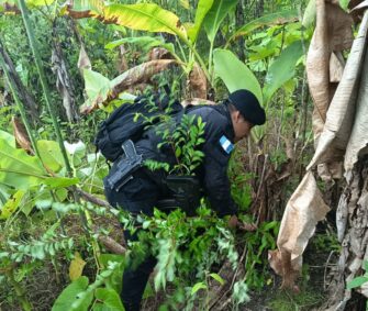 PNC y Ejército erradican cultivos ilícitos por más de Q4.4 millones en Petén