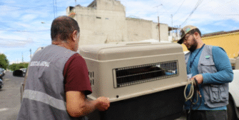 Rescatan a 11 animales víctimas de maltrato en vivienda de la zona 5 capitalina