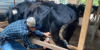 MAGA inspecciona más de 9 mil animales para frenar brotes de gusano barrenador