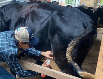 MAGA inspecciona más de 9 mil animales para frenar brotes de gusano barrenador