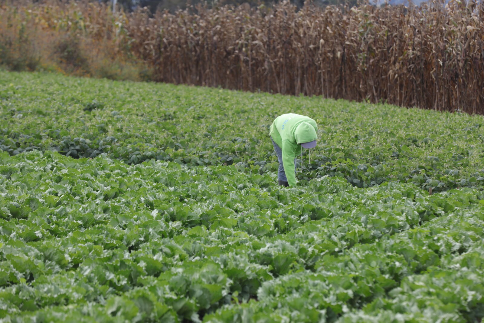 Vigilancia en 12 departamentos por saturación de suelos y riesgo de desastres agrícolas