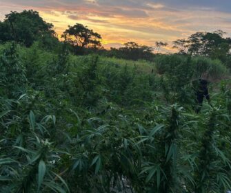 PNC erradica más de 31 mil plantas ilícitas valoradas en más de Q9 millones en Petén
