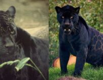 Aparece con vida jaguar melánico desaparecido en San Juan Sacatepéquez