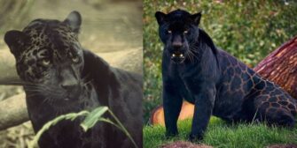 Aparece con vida jaguar melánico desaparecido en San Juan Sacatepéquez