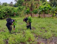 PNC erradica plantación de marihuana valorada en más de Q6 millones