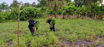 PNC erradica plantación de marihuana valorada en más de Q6 millones