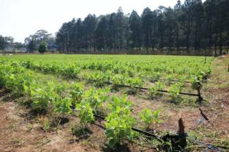Frente frío provoca lluvias y heladas: MAGA emite recomendaciones para proteger cultivos y ganado