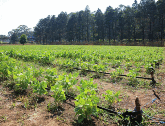 Frente frío provoca lluvias y heladas: MAGA emite recomendaciones para proteger cultivos y ganado