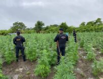 SGAIA erradica casi 28 mil matas de marihuana en Las Cruces, Petén