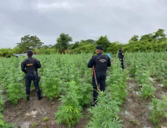 SGAIA erradica casi 28 mil matas de marihuana en Las Cruces, Petén