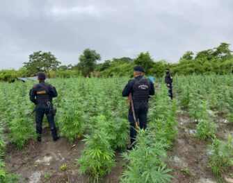 SGAIA erradica casi 28 mil matas de marihuana en Las Cruces, Petén
