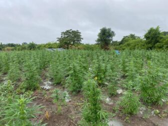 PNC supera los Q976 millones en golpes al narco por erradicación de cultivos ilícitos en 2025