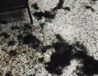 Estudiantes de la USAC denuncian prácticas prohibidas durante “bautizo”