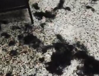 Estudiantes de la USAC denuncian prácticas prohibidas durante “bautizo”