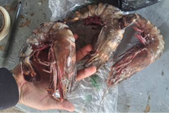 MAGA confirma presencia de camarón tigre, especie invasora, en el Caribe guatemalteco