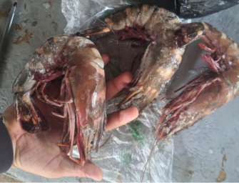 MAGA confirma presencia de camarón tigre, especie invasora, en el Caribe guatemalteco