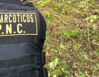 Ejército y PNC erradican más de 12 mil arbustos de coca en Petén