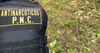 Ejército y PNC erradican más de 12 mil arbustos de coca en Petén