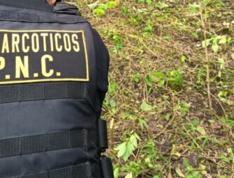 Ejército y PNC erradican más de 12 mil arbustos de coca en Petén