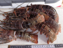 MAGA declara veda temporal de langosta del Caribe