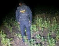 Erradican plantación de marihuana valorada en Q17 millones en Petén