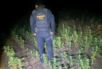 Erradican plantación de marihuana valorada en Q17 millones en Petén
