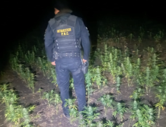 Erradican plantación de marihuana valorada en Q17 millones en Petén