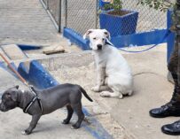 Requisa en Preventivo de zona 18 deja televisores, drogas, animales y otros ilícitos incautados