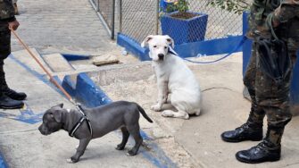 Requisa en Preventivo de zona 18 deja televisores, drogas, animales y otros ilícitos incautados